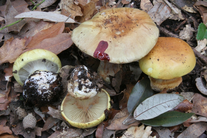 Cortinarius fotog. il 30.11.2010.